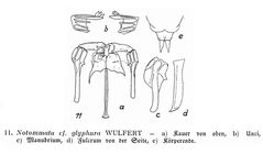 Notommata glyphura