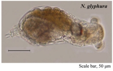 Notommata glyphura