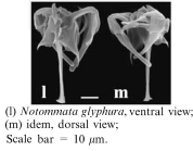 Notommata glyphura