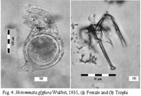Notommata glyphura