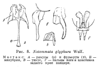 Notommata glyphura