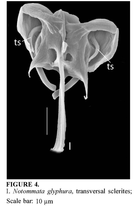 Notommata glyphura Notommata glyphura