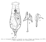 Notommata glyphura
