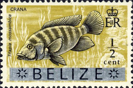 Tilapia mossambica Tilapia mossambica