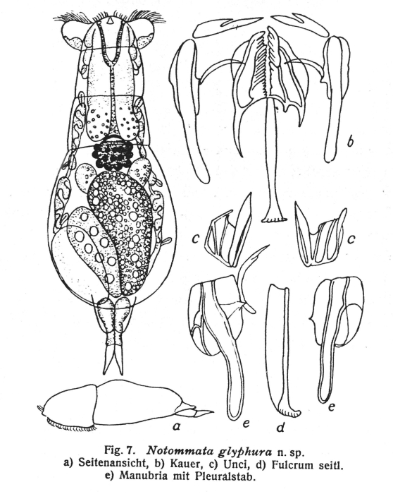 Notommata glyphura - Original description image