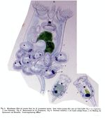 Notommata granularis