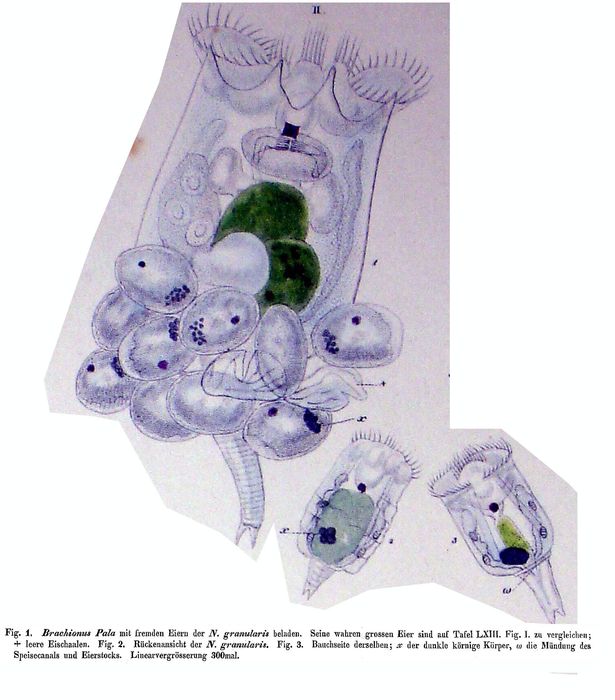 Notommata granularis