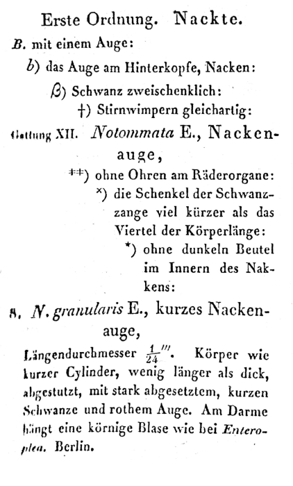 Notommata granularis - Original description image