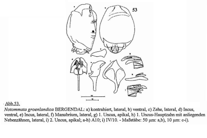 Notommata groenlandica