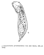 Notommata groenlandica
