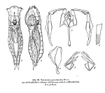 Notommata groenlandica