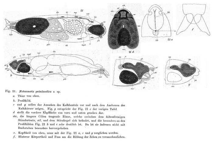 Notommata groenlandica