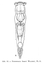 Notommata haueri