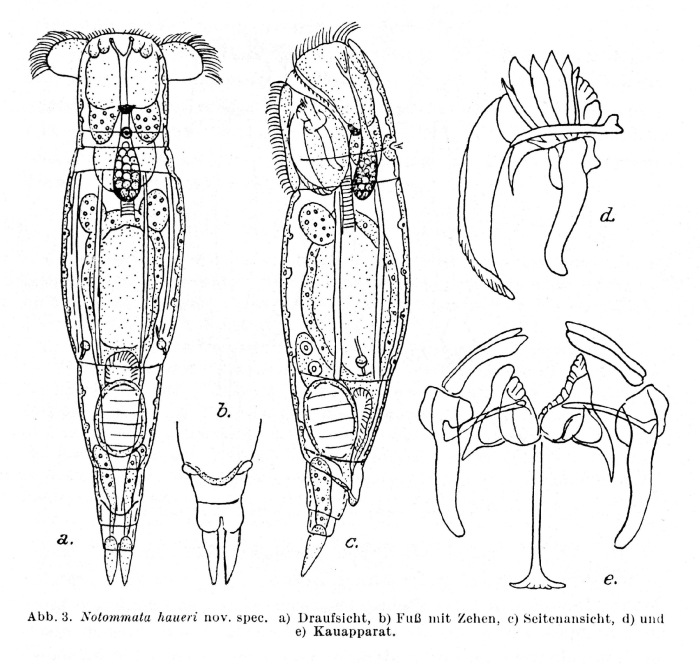 Notommata haueri - Original description image