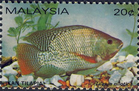 Tilapia nilotica Tilapia nilotica