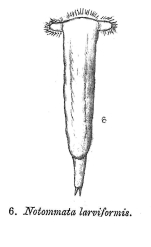 Notommata larviformis - Original description image