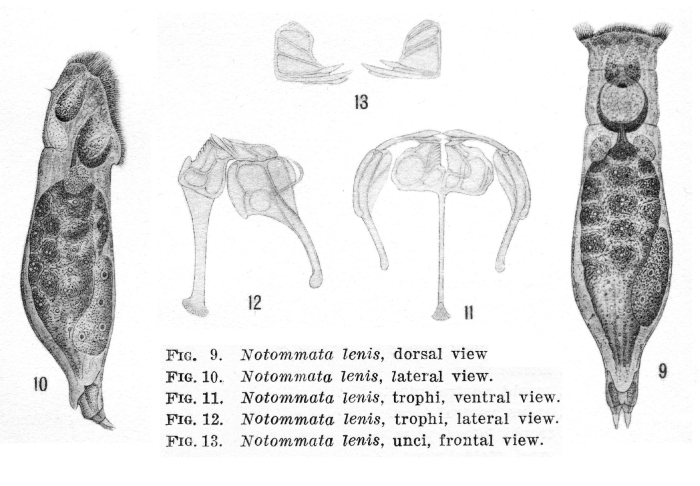 Notommata lenis - Original description image