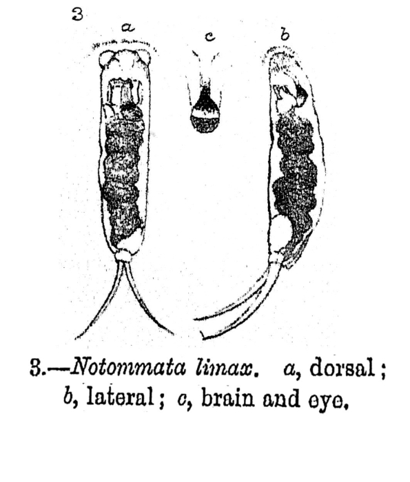 Notommata limax - Original description image