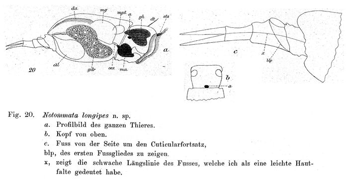Notommata longipes - Original description image