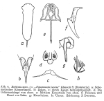 Notommata lucens