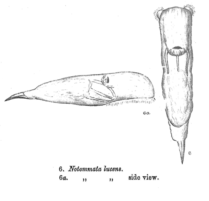 Notommata lucens - Original description image