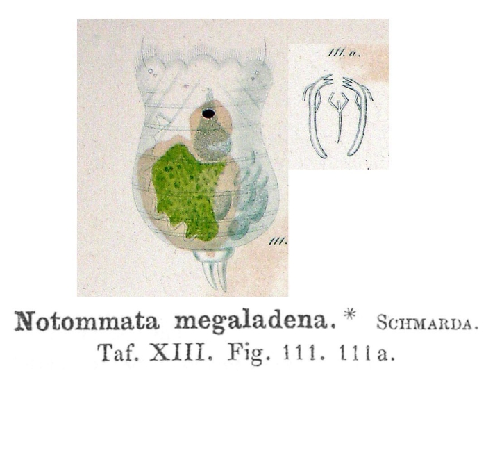 Notommata megaladena - Original description image