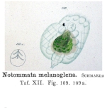 Notommata melanoglena - Original description image