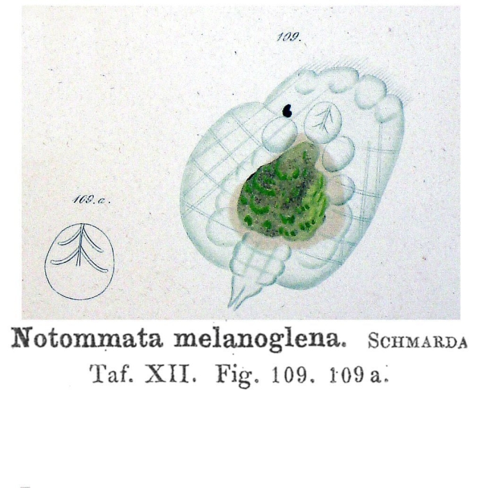 Notommata melanoglena - Original description image