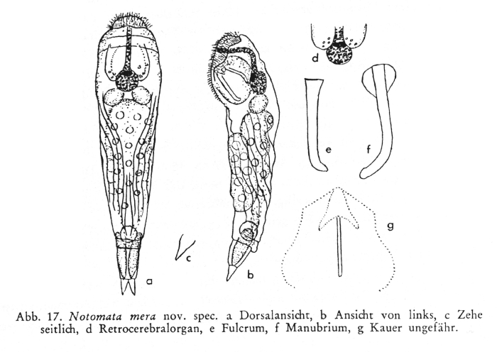 Notommata mera - Original description image