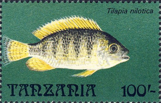 Tilapia nilotica Tilapia nilotica