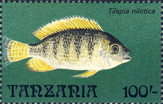 Tilapia nilotica