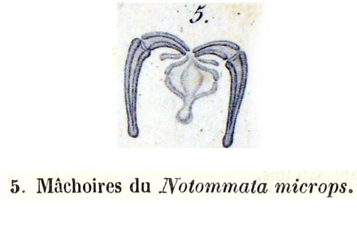 Notommata microps - Original description image