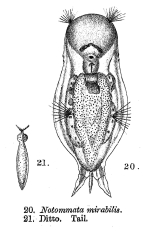 Notommata mirabilis - Original description image