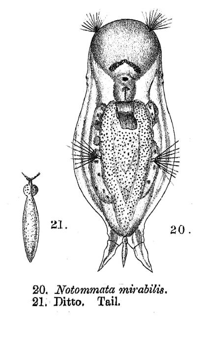 Notommata mirabilis - Original description image