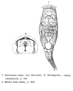 Notommata najas var. thermalis - Original description image