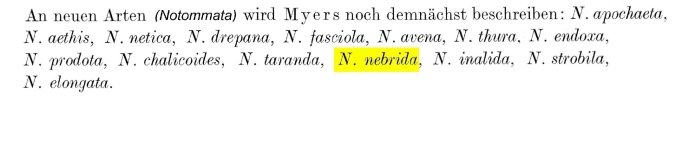 Notommata nebrida - Original description image