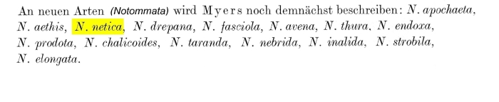 Notommata netica - Original description image