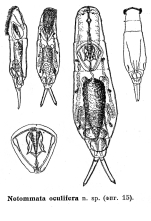 Notommata oculifera - Original description image