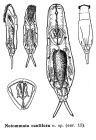 Notommata oculifera - Original description image