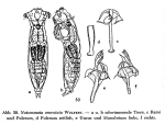 Notommata omentata