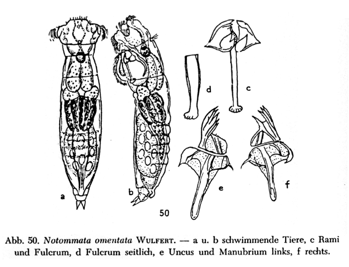 Notommata omentata