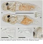 Notommata omentata
