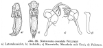 Notommata omentata