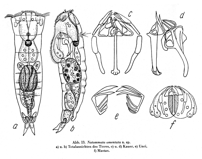 Notommata omentata - Original description image