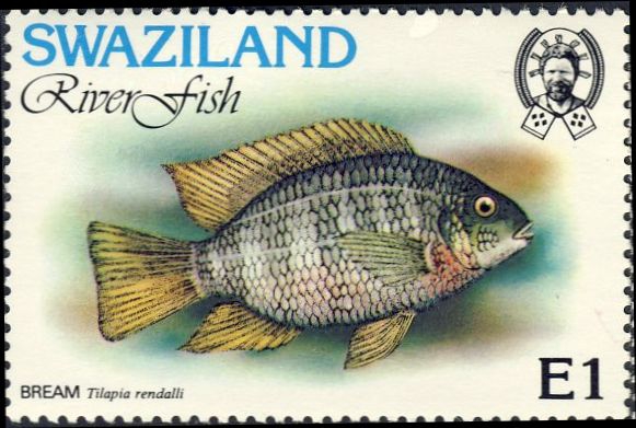 Tilapia rendalli Tilapia rendalli