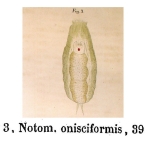 Notommata onisciformis