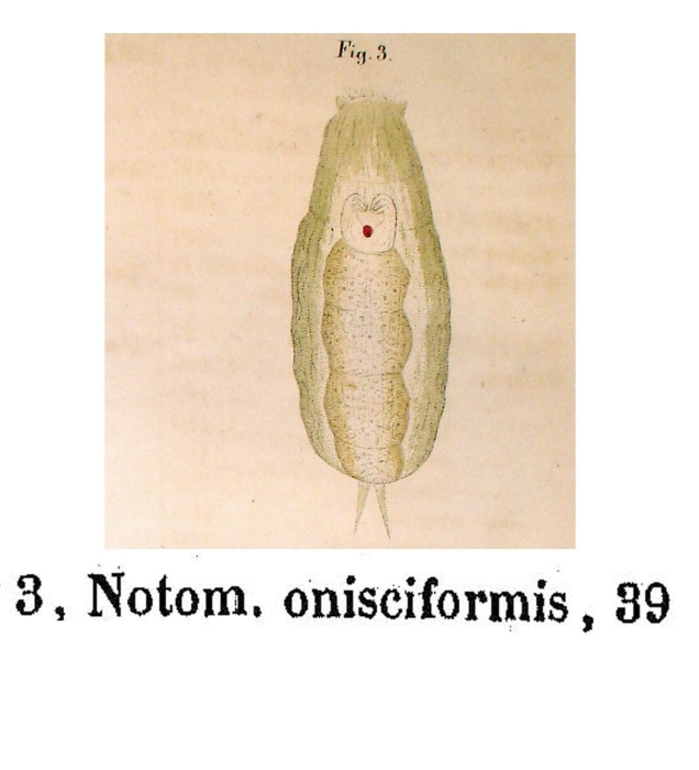 Notommata onisciformis