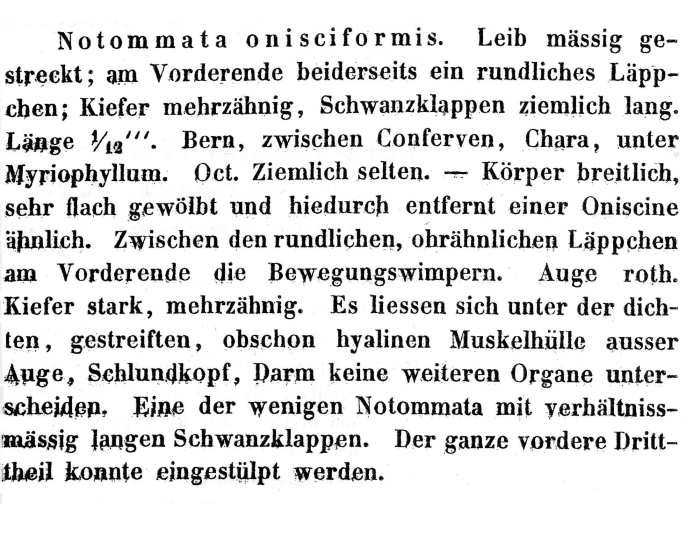 Notommata onisciformis - Original description image