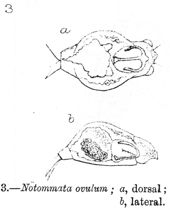 Notommata ovulum - Original description image