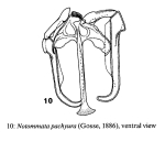 Notommata pachyura
